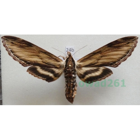 Sphinx kalmiae J.E. Smith, 1797 ex. ovo Canada 91mm24b